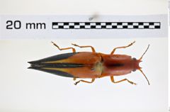 Foto (Dorsalansicht) von Semiotus limatus (Candèze, 1889) (NHMW-ZOO-COL-0008244)